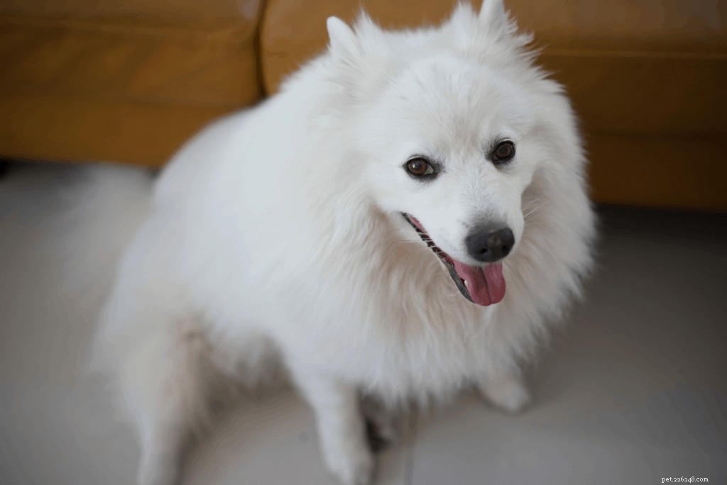 Japanese Spitz Ownership in Singapore: Care, Traits & Tips