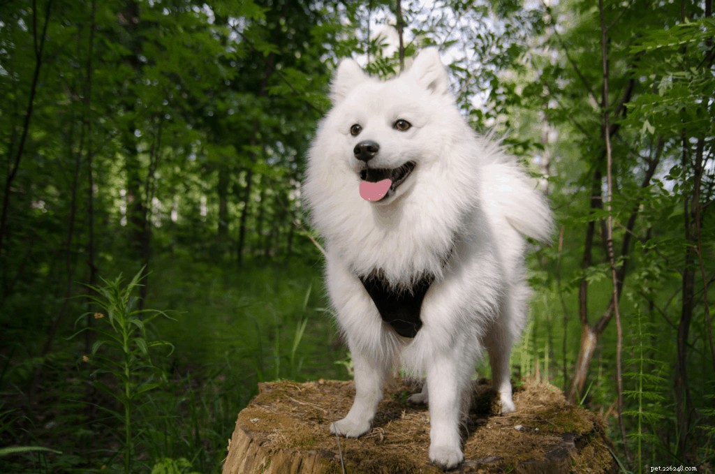 Japanese Spitz Ownership in Singapore: Care, Traits & Tips