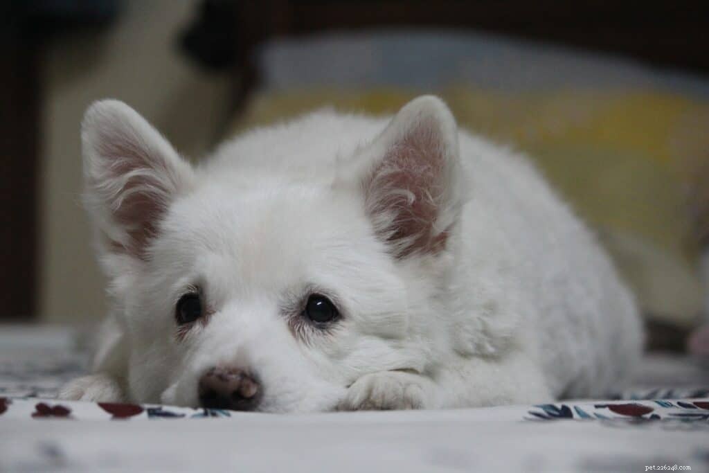 Japanese Spitz Ownership in Singapore: Care, Traits & Tips