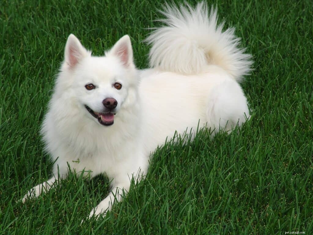 Japanese Spitz Ownership in Singapore: Care, Traits & Tips