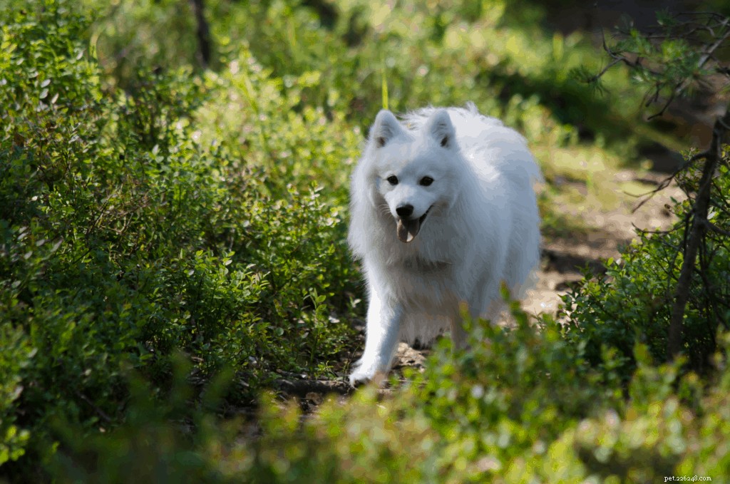 Japanese Spitz Ownership in Singapore: Care, Traits & Tips