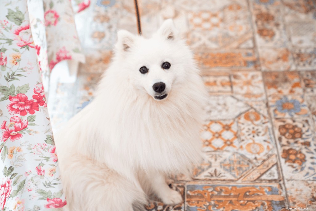 Japanese Spitz Ownership in Singapore: Care, Traits & Tips
