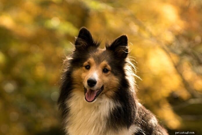 The Ultimate Guide to Owning a Shetland Sheepdog in Singapore