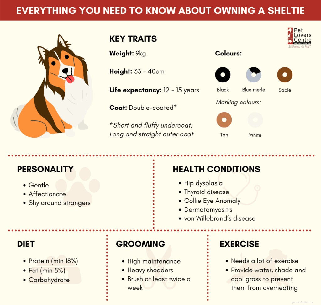 The Ultimate Guide to Owning a Shetland Sheepdog in Singapore