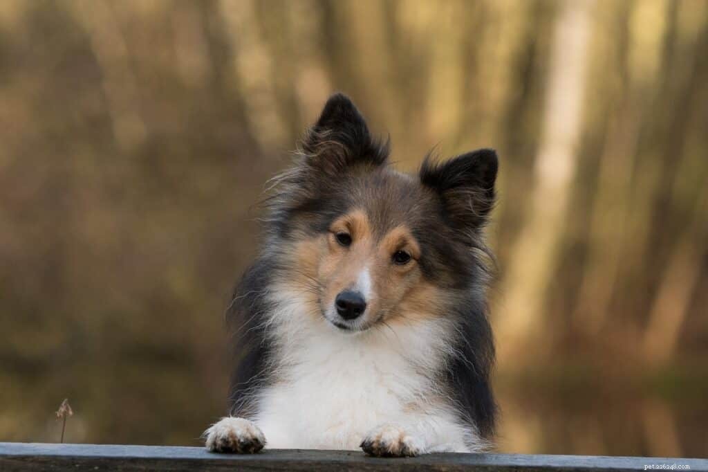 The Ultimate Guide to Owning a Shetland Sheepdog in Singapore