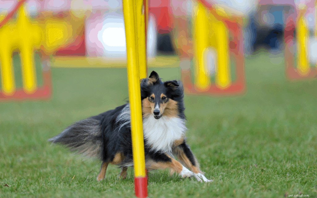 The Ultimate Guide to Owning a Shetland Sheepdog in Singapore
