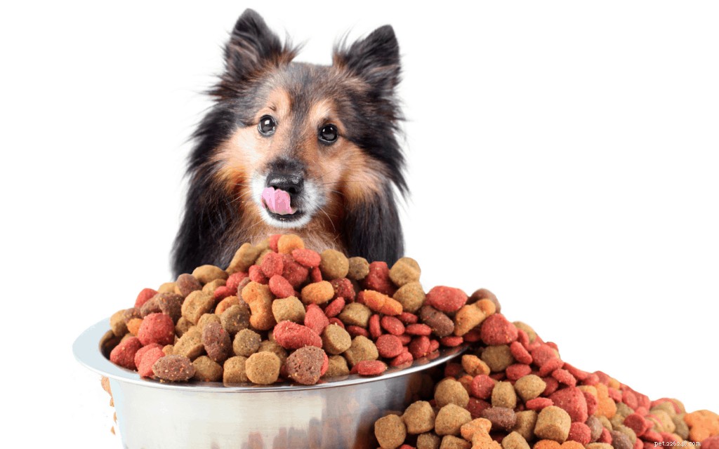 The Ultimate Guide to Owning a Shetland Sheepdog in Singapore