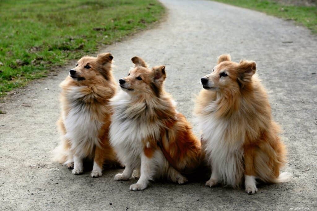 The Ultimate Guide to Owning a Shetland Sheepdog in Singapore