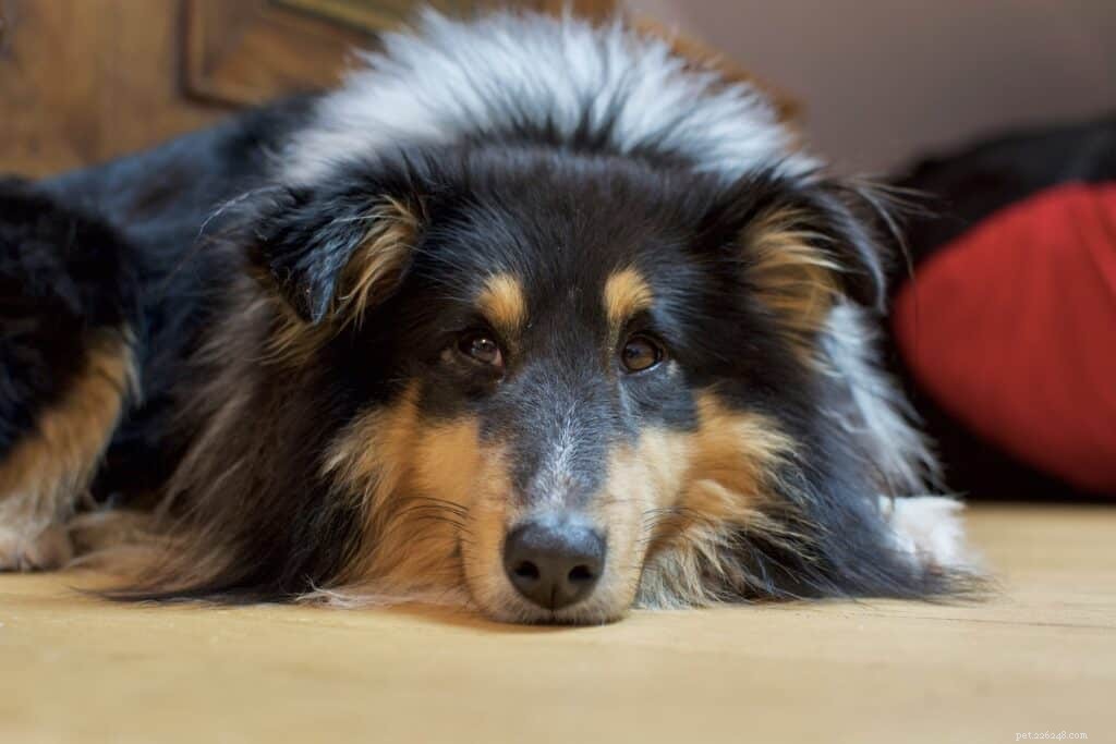 The Ultimate Guide to Owning a Shetland Sheepdog in Singapore