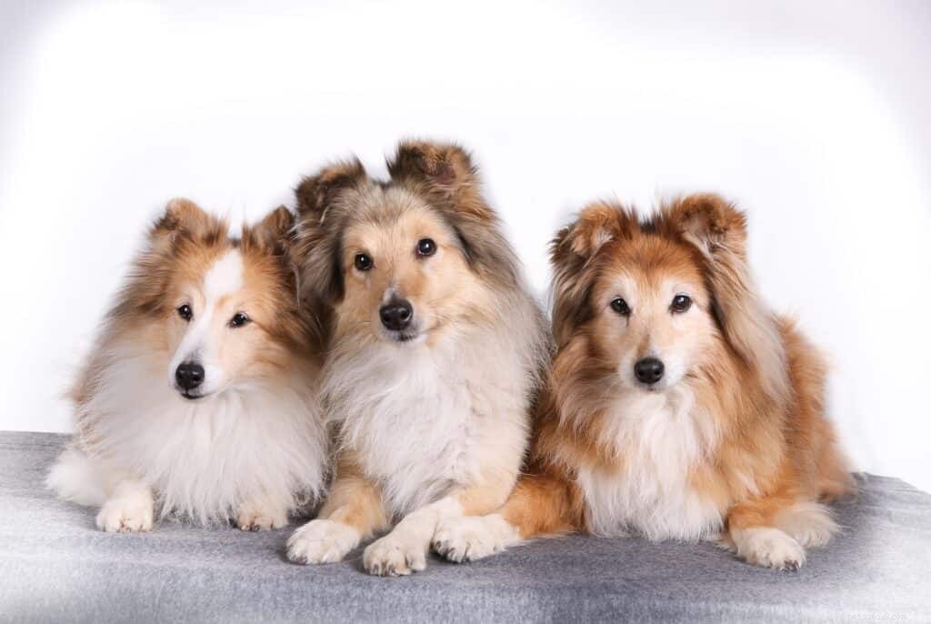 The Ultimate Guide to Owning a Shetland Sheepdog in Singapore
