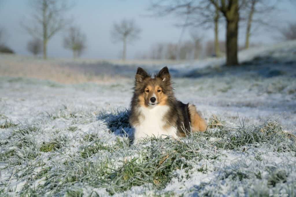 The Ultimate Guide to Owning a Shetland Sheepdog in Singapore