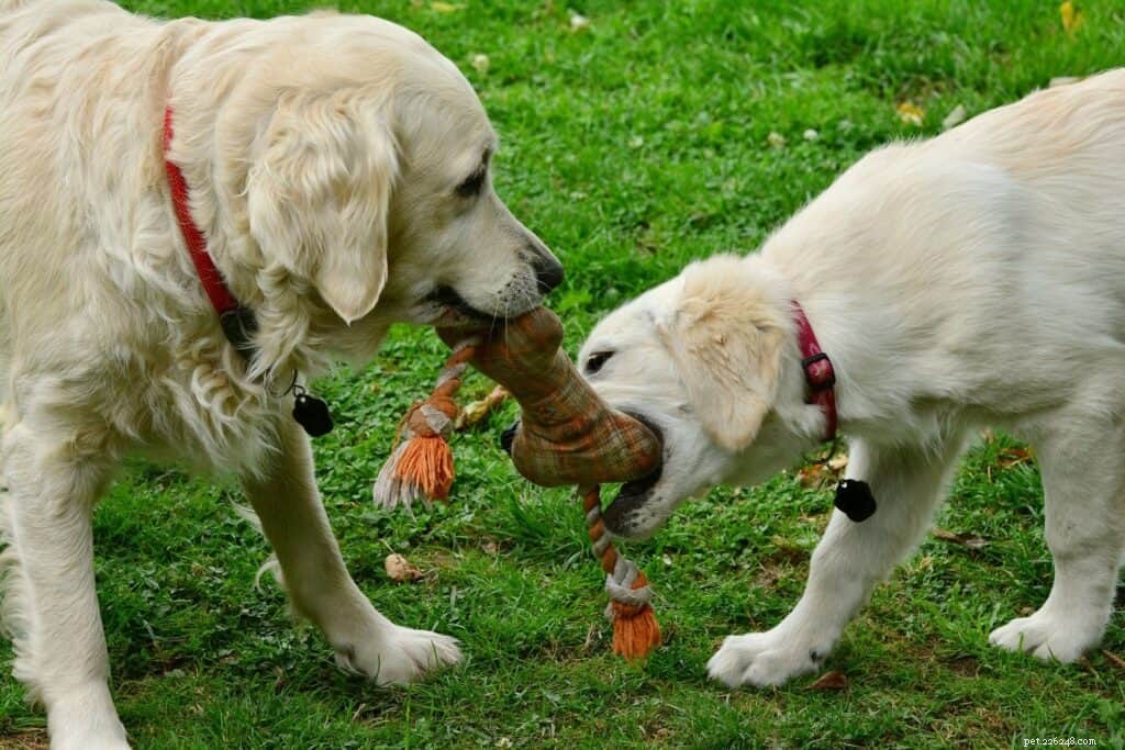 Your Complete Guide to Owning a Golden Retriever in Singapore
