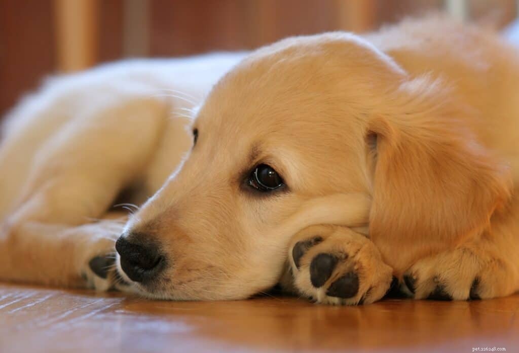 Your Complete Guide to Owning a Golden Retriever in Singapore
