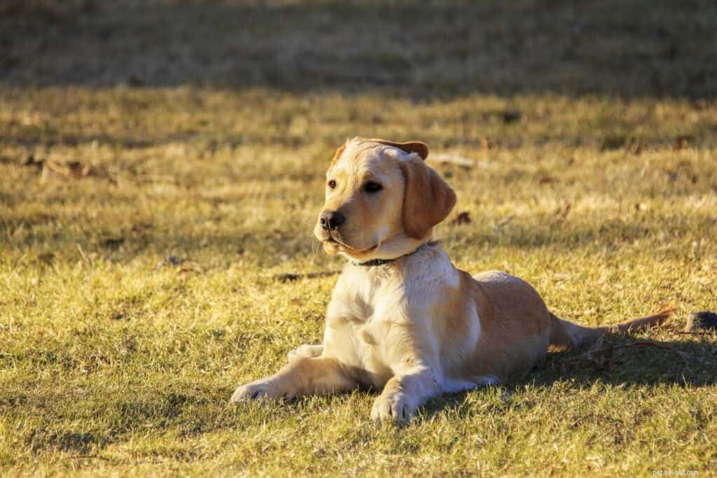Your Complete Guide to Owning a Golden Retriever in Singapore