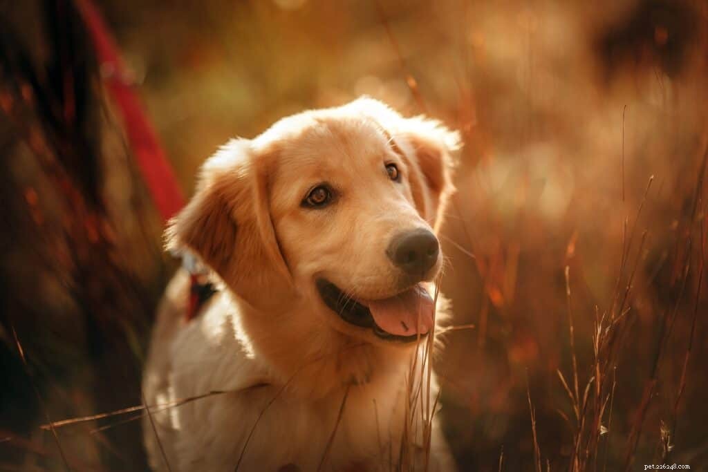 Your Complete Guide to Owning a Golden Retriever in Singapore