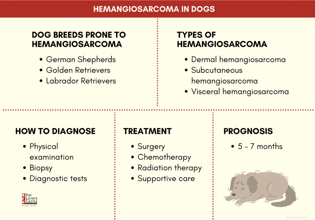 Understanding Canine Hemangiosarcoma: Types, Diagnosis, Treatment, and Vet Insights