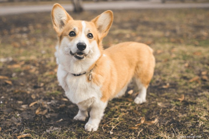 Corgi Care in Singapore: Expert Guide to Ownership & Well-Being
