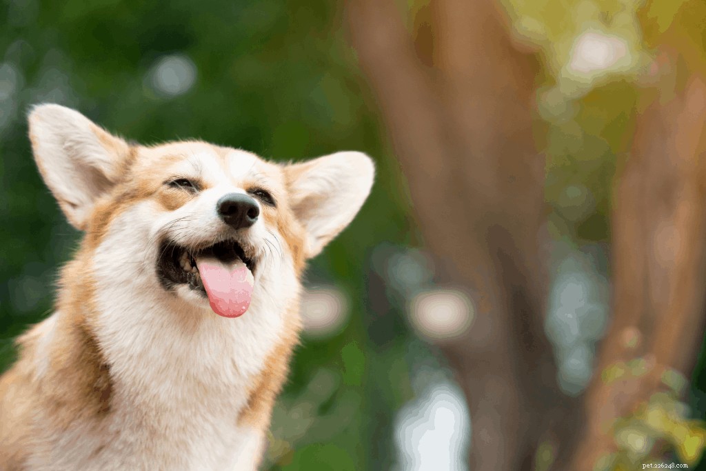 Corgi Care in Singapore: Expert Guide to Ownership & Well-Being