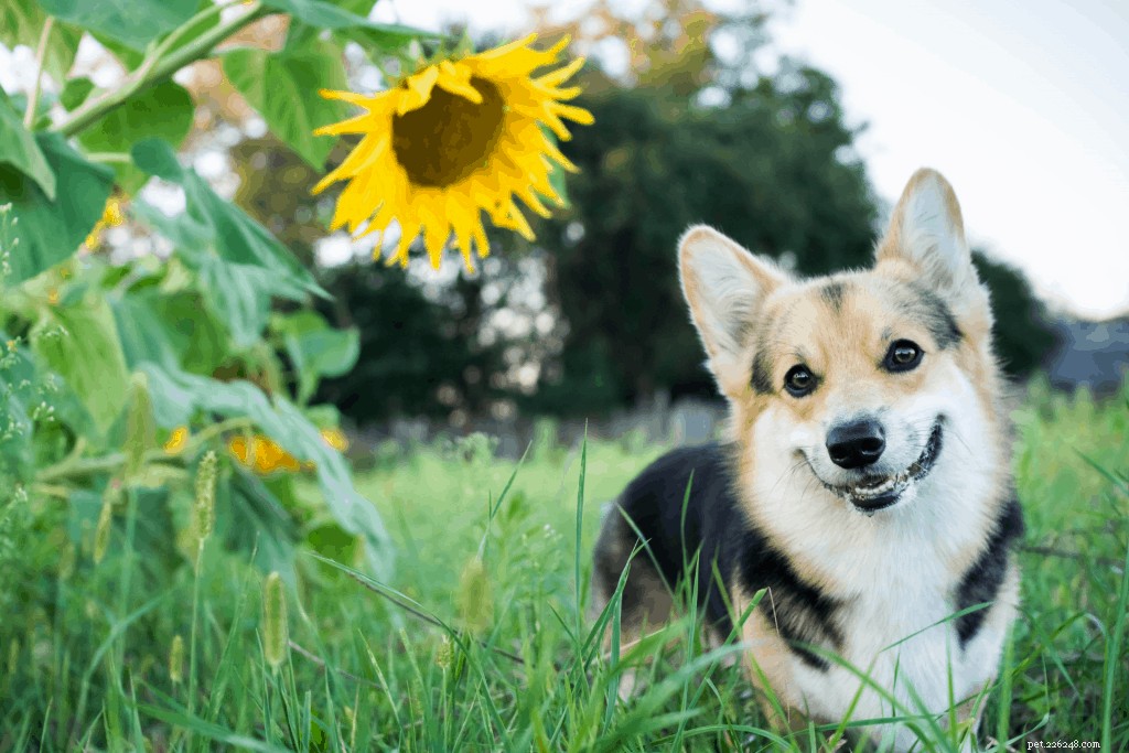 Corgi Care in Singapore: Expert Guide to Ownership & Well-Being