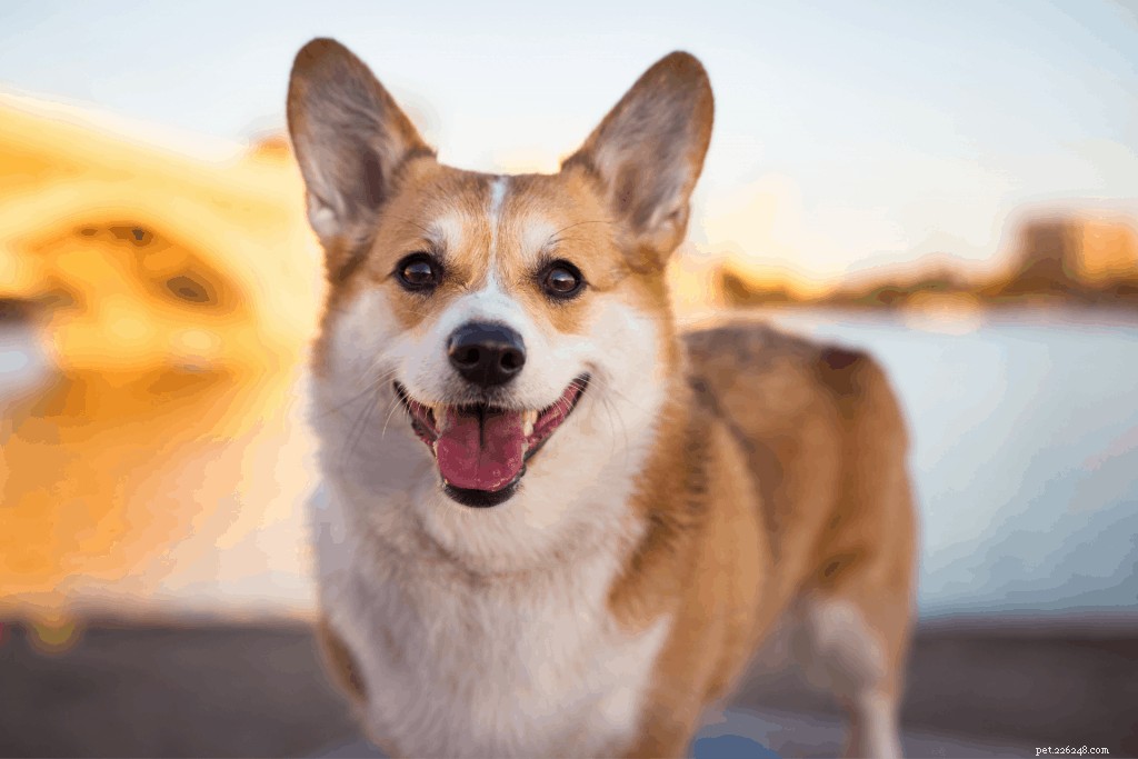 Corgi Care in Singapore: Expert Guide to Ownership & Well-Being