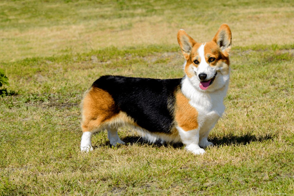 Corgi Care in Singapore: Expert Guide to Ownership & Well-Being