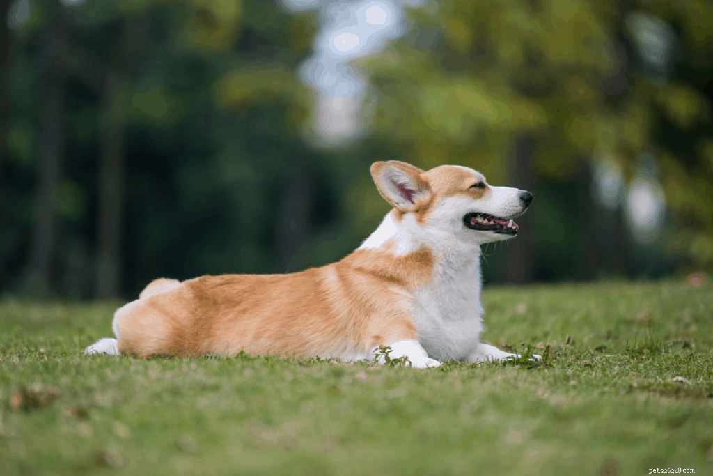 Corgi Care in Singapore: Expert Guide to Ownership & Well-Being