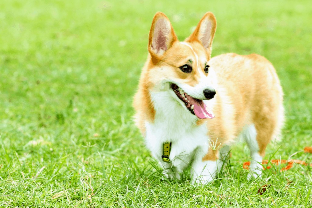 Corgi Care in Singapore: Expert Guide to Ownership & Well-Being