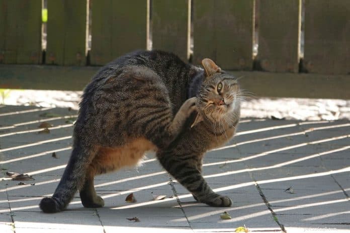 Protect Your Pets: Spotting and Preventing Ticks & Fleas on Dogs & Cats