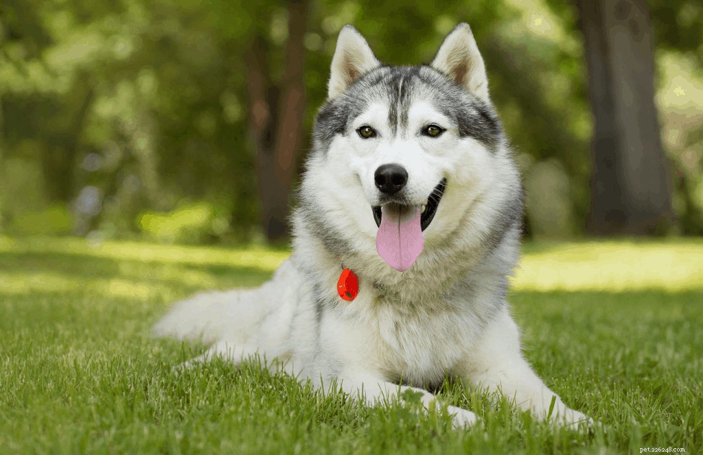 Protect Your Pets: Spotting and Preventing Ticks & Fleas on Dogs & Cats