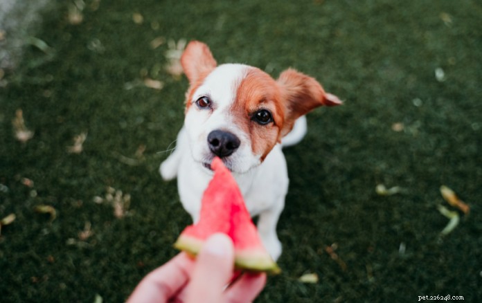 Are Watermelons Safe for Dogs? Vet-Approved Guidance
