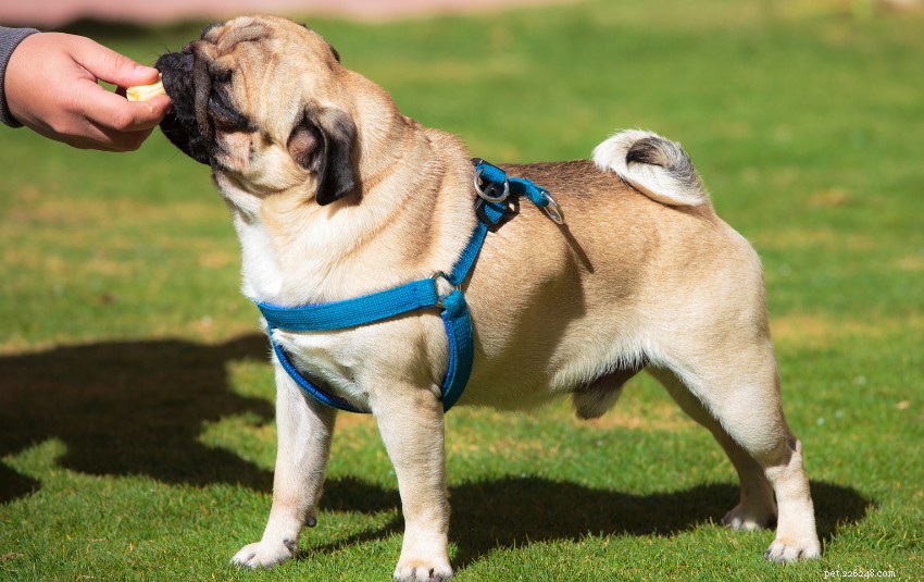 Are Watermelons Safe for Dogs? Vet-Approved Guidance
