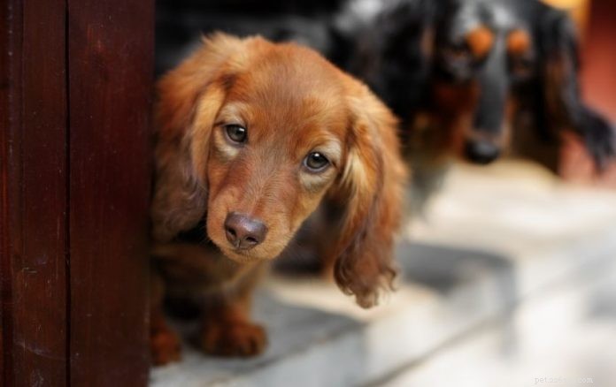 A Comprehensive Guide to Owning a Dachshund in Singapore