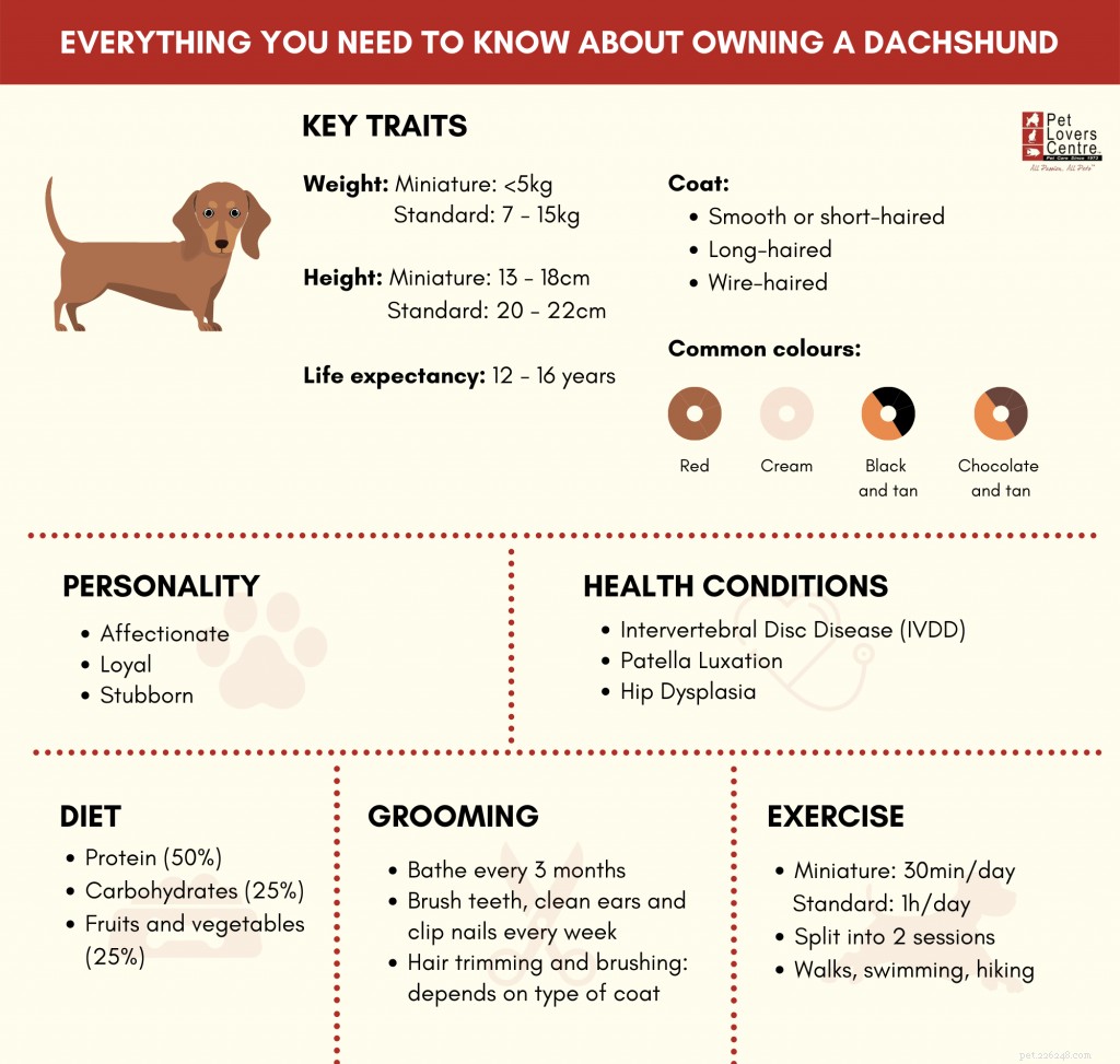 A Comprehensive Guide to Owning a Dachshund in Singapore