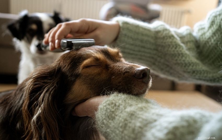 A Comprehensive Guide to Owning a Dachshund in Singapore