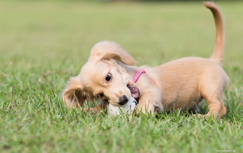 A Comprehensive Guide to Owning a Dachshund in Singapore
