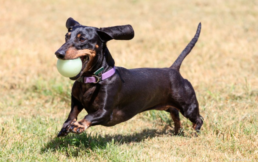 A Comprehensive Guide to Owning a Dachshund in Singapore