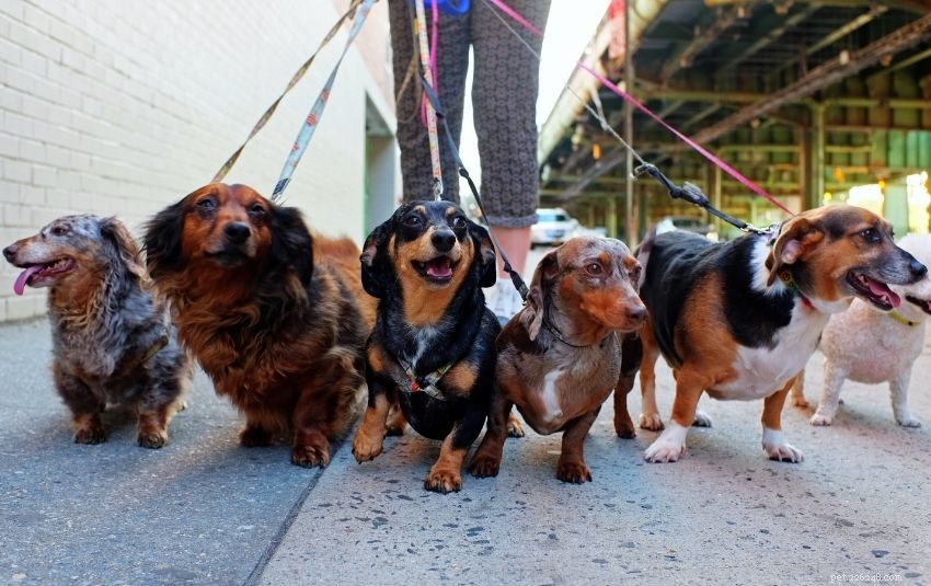 A Comprehensive Guide to Owning a Dachshund in Singapore