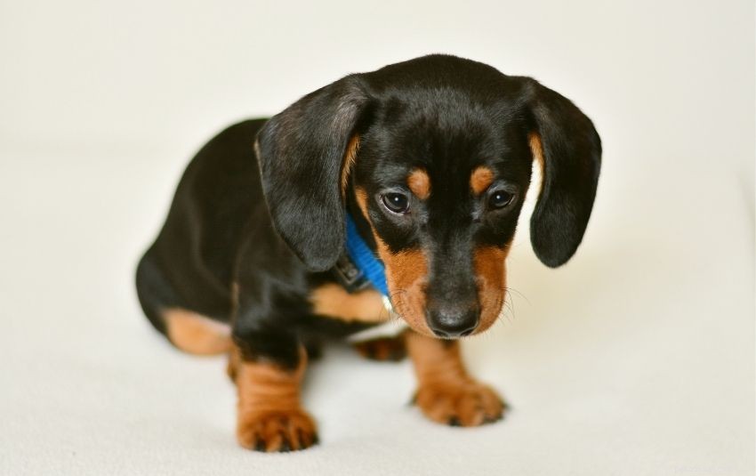 A Comprehensive Guide to Owning a Dachshund in Singapore