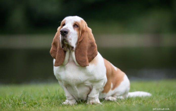 Top 9 Wrinkled Dog Breeds That Capture Hearts
