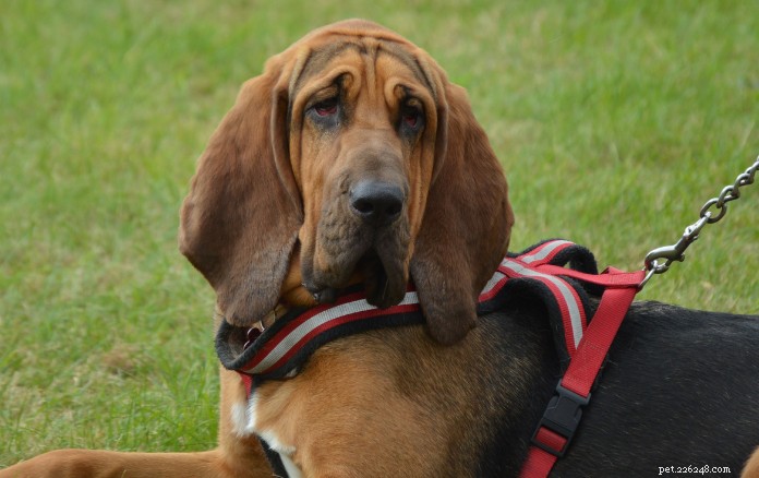 Top 9 Wrinkled Dog Breeds That Capture Hearts