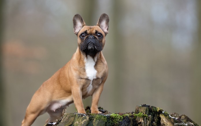 Top 9 Wrinkled Dog Breeds That Capture Hearts