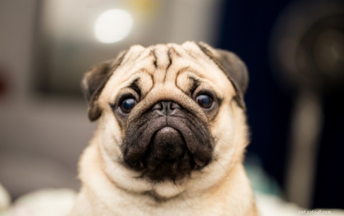 Top 9 Wrinkled Dog Breeds That Capture Hearts
