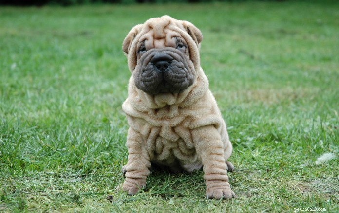 Top 9 Wrinkled Dog Breeds That Capture Hearts