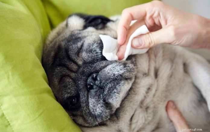 Top 9 Wrinkled Dog Breeds That Capture Hearts
