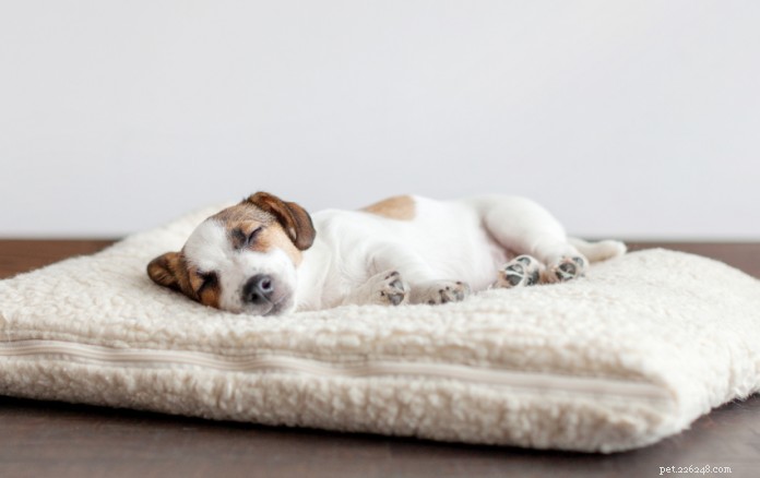 What Singapore’s Pet Owners Say: Key Factors & Top Picks for the Best Dog Bed