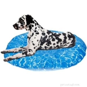 What Singapore’s Pet Owners Say: Key Factors & Top Picks for the Best Dog Bed