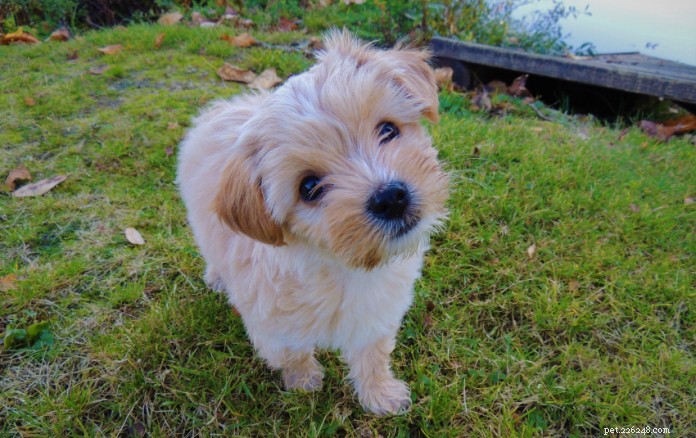Why Dogs Tilt Their Heads: The Science Behind the Cutest Behavior