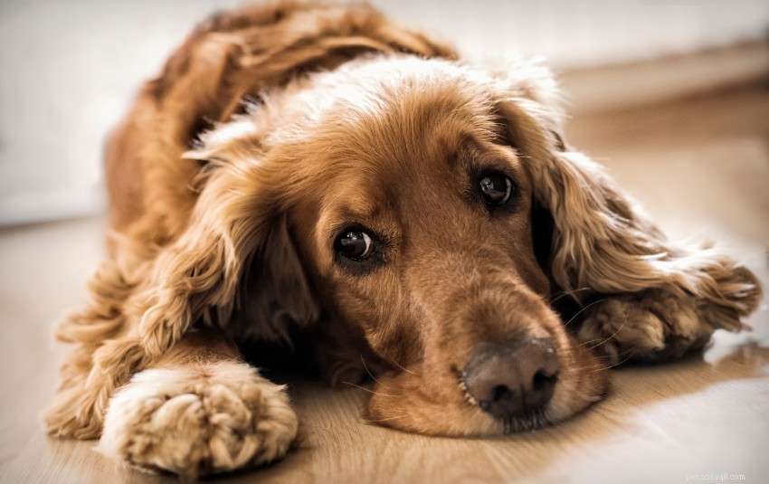 Why Dogs Tilt Their Heads: The Science Behind the Cutest Behavior