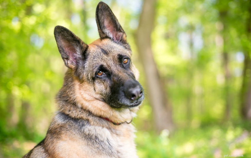 Why Dogs Tilt Their Heads: The Science Behind the Cutest Behavior