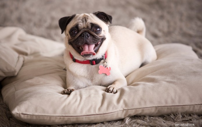 The Ultimate Guide to Owning a Pug in Singapore: Care, Training & Lifestyle